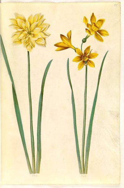 Narcissus pseudonarcissus (påskelilje); Narcissus tazetta aureus (gull-tazet) av Hans Simon Holtzbecker