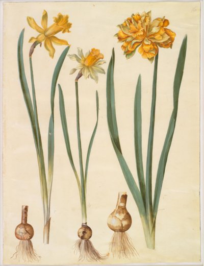 Narcissus pseudonarcissus major (stor påskelilje); Narcissus pseudonarcissus bicolor (tofarget påskelilje); Narcissus pseudonarcissus av Hans Simon Holtzbecker