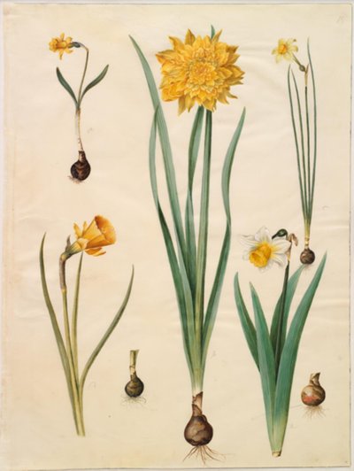 Narcissus pseudonarcissus minor; Narcissus pseudonarcissus (påskelilje); Narcissus ×tenuior; Narcissus bulbocodium (crinolin narcissus); Narcissus pseudonarcissus bicolor (tofarget påskelilje) av Hans Simon Holtzbecker