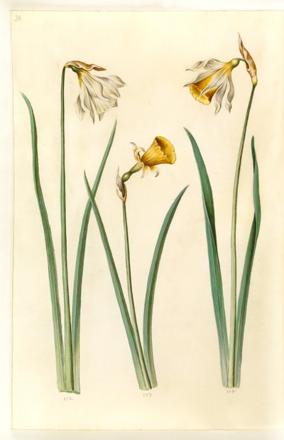 Narcissus pseudonarcissus moschatus (musk-narcissus); Narcissus bulbocodium (crinolin-narcissus); Narcissus pseudonarcissus (påskelilje) av Hans Simon Holtzbecker