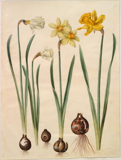 Narcissus pseudonarcissus moschatus (musk-narcissus); Narcissus ×mediluteus (toblomstret narcissus); Narcissus pseudonarcissus major (stor påskelilje) av Hans Simon Holtzbecker