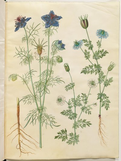 Nigella hispanica (djevelen i bushen); Nigella sativa (svart spisskummen) av Hans Simon Holtzbecker