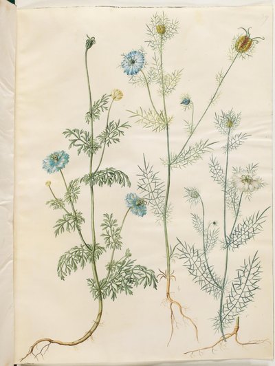 Nigella sativa (svart spisskummen); Nigella damascena (jomfru i det grønne) av Hans Simon Holtzbecker