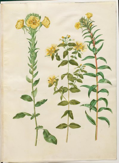 Oenothera biennis (toårig nattlyse); Hypericum hircinum (stinkende johannesurt); Oenothera rubricaulis (nattlysa med rødfrukt) av Hans Simon Holtzbecker