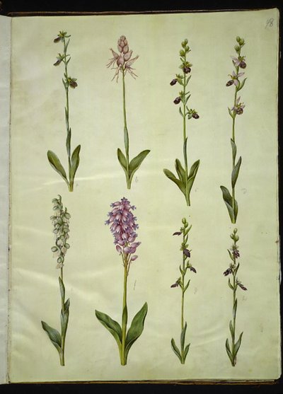 Ophrys apifera eller Ophrys sphegodes (biflueblomst eller tidlig flueblomst); "Orchis simia" (fantasiblomst); Ophrys apifera (biflueblomst); Orchis (gjøkurt); Orchis militaris (Knight's Cuckoo Urt); Ophrys insectifera (vanlig flueblomst) av Hans Simon Holtzbecker