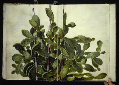 Opuntia ficus-indica, Opuntia humifusa eller Opuntia monacantha (art af figenkaktus) av Hans Simon Holtzbecker