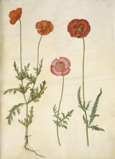 Papaver dubium (gjerdevalmue); Papaver rhoeas (kornvalmue) av Hans Simon Holtzbecker