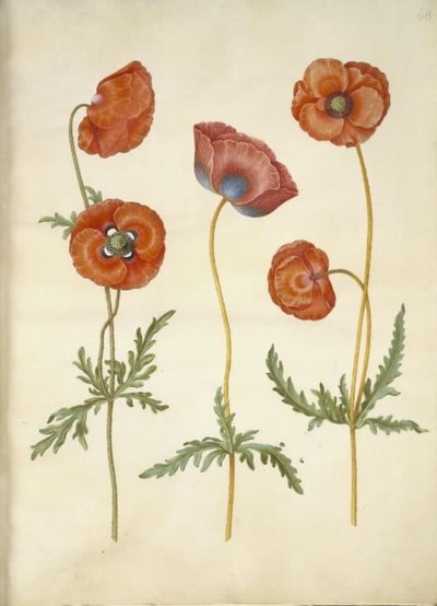 Papaver rhoeas (kornvalmue) av Hans Simon Holtzbecker