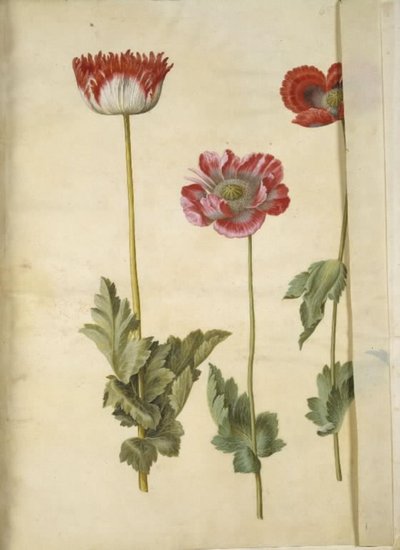 Opiumsvalmue (opiumsvalmue) av Hans Simon Holtzbecker