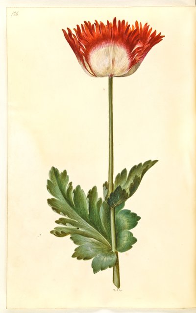 Opiumsvalmue (opiumsvalmue) av Hans Simon Holtzbecker