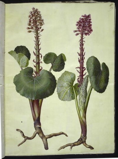 Petasites hybridus (rød hestehov) av Hans Simon Holtzbecker