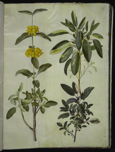 Phlomis fruticosa (vanlig snapdragon); Salvia officinalis (salvie) av Hans Simon Holtzbecker