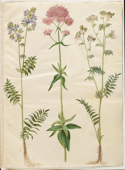 Polemonium caeruleum (vanlig Jakobs stige); Centranthus ruber (rød sporevalerian) av Hans Simon Holtzbecker