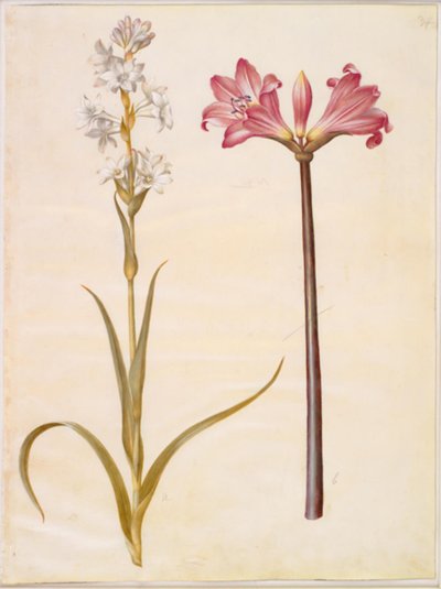 Polianthes tuberosa (tuberose); Amaryllis belladonna (belladonnalilje) av Hans Simon Holtzbecker