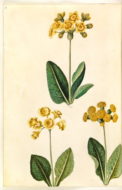 Primula ×polyantha (?); Vårprimula (?) av Hans Simon Holtzbecker