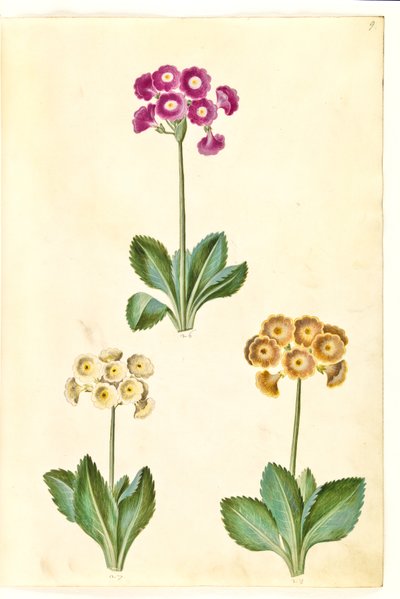 Primula ×pubescens (har-aurikel) av Hans Simon Holtzbecker