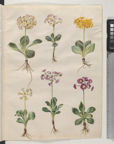 Primula ×pubescens Wulfen (har auricula) av Hans Simon Holtzbecker