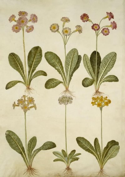 Primula veris (hulhalset cowpea hybrid); Primula farinosa (blomstrende cowpea) av Hans Simon Holtzbecker
