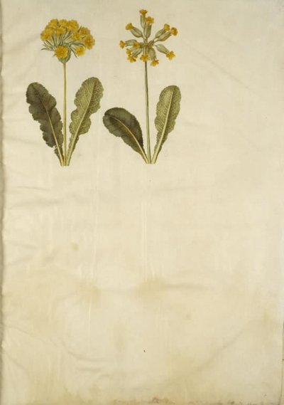 Primula veris (hulhalset cowpea hybrid); Primula veris (hulhalset cowpea) av Hans Simon Holtzbecker