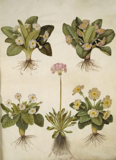 Primula vulgaris (hybrid av storblomstret primula); Primula farinosa (blomstrende cowpea) av Hans Simon Holtzbecker