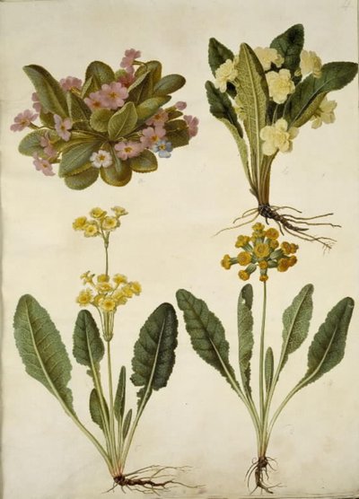 Primula vulgaris (karnevalsslipp); Primula vulgaris (hybrid av storblomstret primula); Primula veris (hulhalset cowpea hybrid) av Hans Simon Holtzbecker