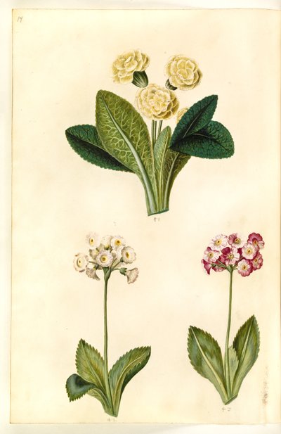 Primula vulgaris (storblomstret kuslipp); Primula ×pubescens (hage auricle) av Hans Simon Holtzbecker