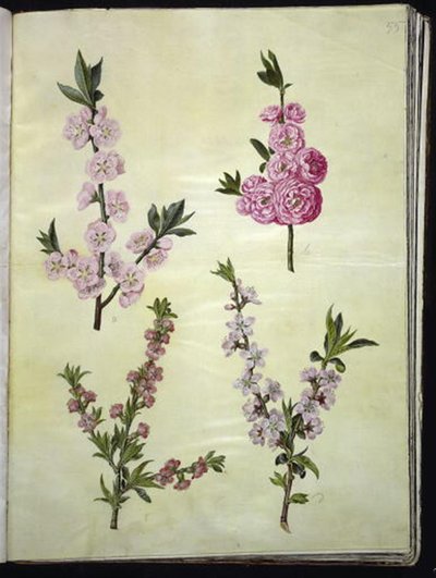 Prunus dulcis (mandel); Prunus persica av Hans Simon Holtzbecker