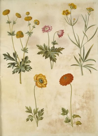 Ranunculus acris (guldknap-ranunkel); Anemone nemorosa (hvid anemone); Ranunculus Illyricus (steppe-ranunkel); Ranunculus asiatica (har-ranunkel) av Hans Simon Holtzbecker