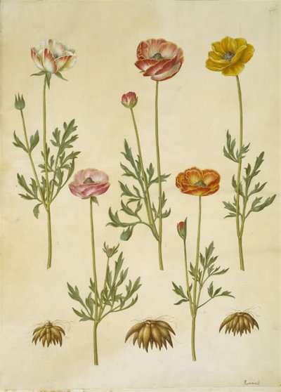 Ranunculus asiatica (har-ranunkel) av Hans Simon Holtzbecker