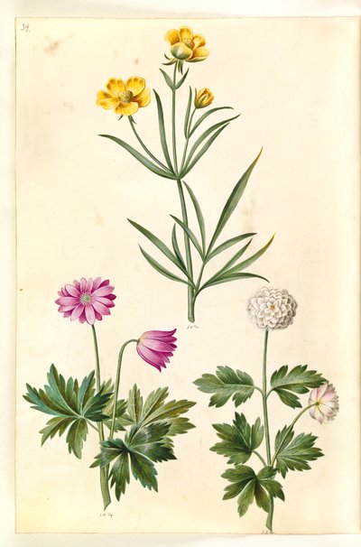 Ranunculus Illyricus (steppe-ranunkel); Skogsanemone (hvid anemone) av Hans Simon Holtzbecker