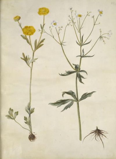 Ranunculus monspeliacus (silkesmørblomst); Ranunculus aconitifolius (Ranunculus aconitifolius) av Hans Simon Holtzbecker