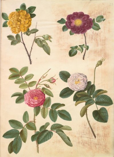 Rosa hemisphaerica (svovelgul rose); Rosa gallica (fløyelsrose); Rosa ×damascena (damascena rose) av Hans Simon Holtzbecker