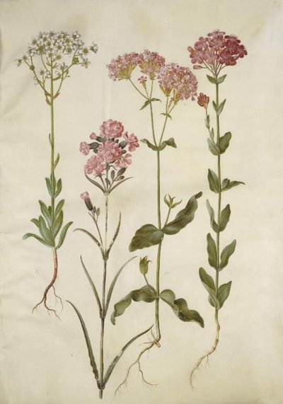 Saxifraga paniculata (steinsax); Silene viscaria (vanlig tjærefed); Silene armeria (knute-limwort); av Hans Simon Holtzbecker