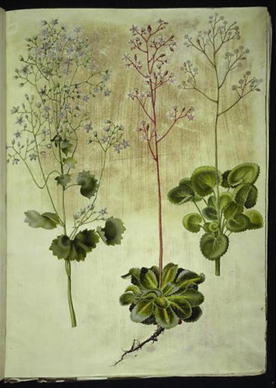 Saxifraga rotundifolia (rundbladet steinurt); Saxifraga umbrosa (Shadow Saxifrage); Saxifraga geum (porselensblomst) av Hans Simon Holtzbecker