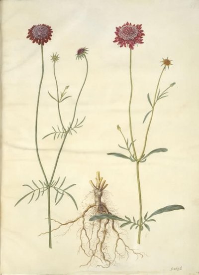 Scabiosa atropurpurea (enkeblomst) av Hans Simon Holtzbecker