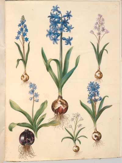 Scilla bifolia (tobladet skilla); Orientalsk hyasint (almindelig hyacint); vakker skilla (himmelblå skilla) av Hans Simon Holtzbecker