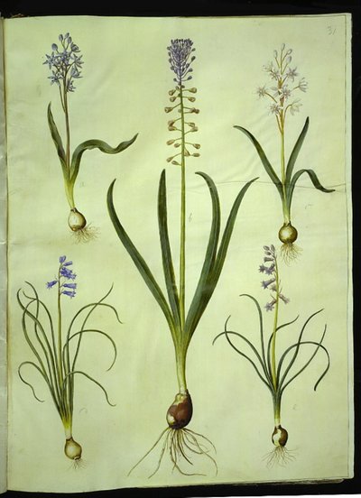 Scilla bifolia (tobladet scilla); Muscari comosum (skumringshyasint); Brimeura amethystina (pyreneisk hyasint) av Hans Simon Holtzbecker