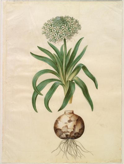 Scilla peruviana (gigantisk scilla) av Hans Simon Holtzbecker