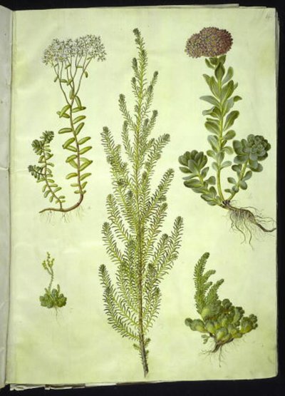 Sedum album (hvit steinurt); Sedum anacampseros (rundbladet steinurt); Sedum (steinurt); Suaeda vera (buskgåsefot); Sedum rupestre (fjellsteinurt) av Hans Simon Holtzbecker
