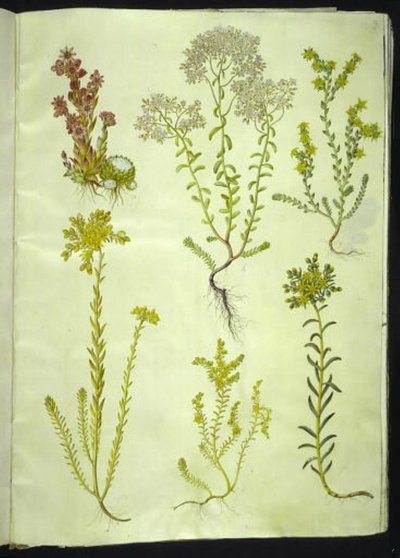 Sempervivum arachnoideum (spindelvevhusløk); Sedum album (hvit steinurt); Sedum acre (bitende steinurt); Sedum rupestre (fjellsteinurt); Sedum sexangulare (seksradet steinurt) av Hans Simon Holtzbecker