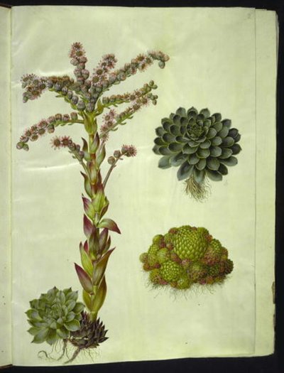 evigvarende tak (almindelig husløg); fjell sempervivum (bjerg-husløg) av Hans Simon Holtzbecker