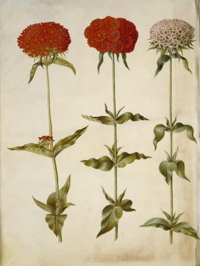 Silene chalcedonica (brennende kjærlighet) av Hans Simon Holtzbecker