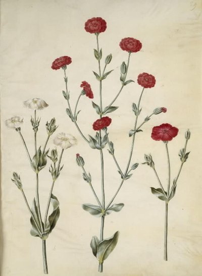 Silene coronaria (kronkråkebolle) av Hans Simon Holtzbecker