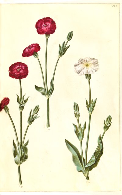 Silene coronaria (kronkråkebolle) av Hans Simon Holtzbecker