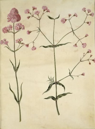 Silene viscaria (vanlig tjærefed); Silene (korkkrone) av Hans Simon Holtzbecker