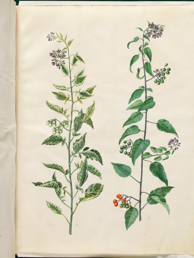 Solanum dulcamara (bittersød natskygge) av Hans Simon Holtzbecker
