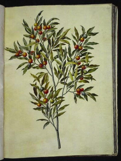 Solanum pseudocapsicum (Jerusalem-korallbjørn) av Hans Simon Holtzbecker