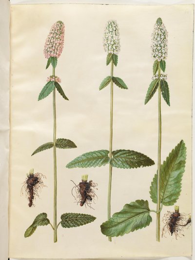 Stachys officinalis (medisinsk betony) av Hans Simon Holtzbecker