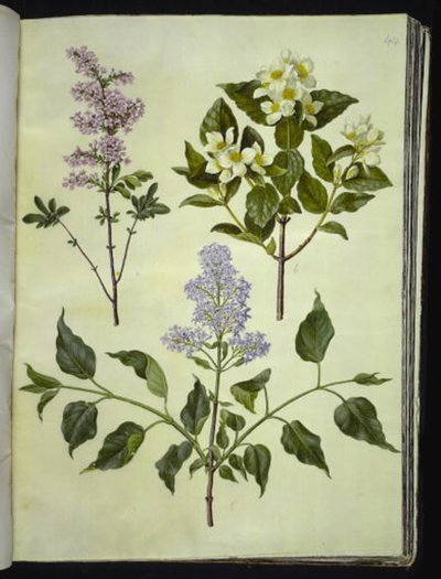 Syringa ×persica (persisk sorrel); Philadelphus coronarius (duftende pipewood); Syringa vulgaris (vanlig sorrel) av Hans Simon Holtzbecker