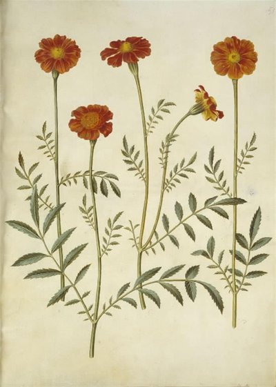 Tagetes patula (strimmet fløyelsblomst) av Hans Simon Holtzbecker